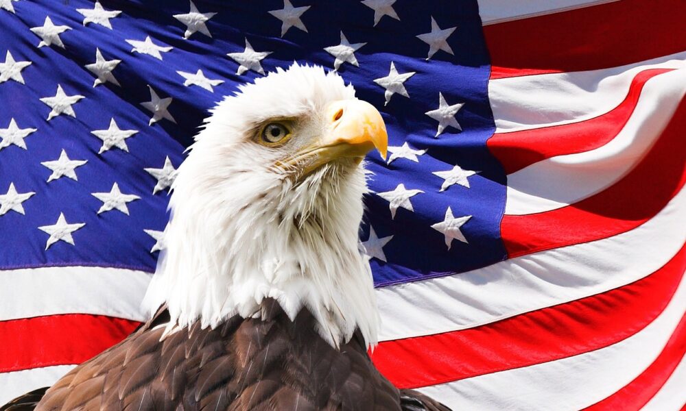 eagle america flag bird symbol 219679